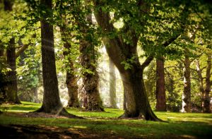 Many green faeries protect the forest